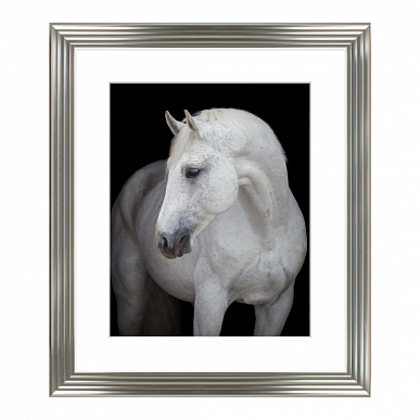 Horse Portrait