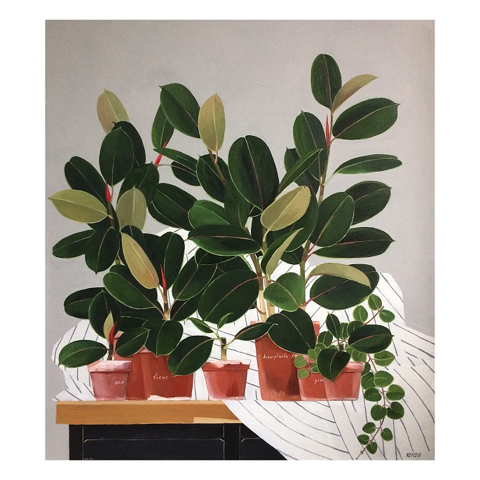 Still life in the bedroom. Ficus