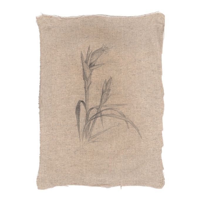 Комнатные II