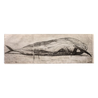 Balaenoptera