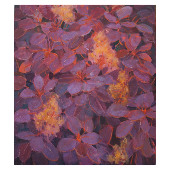 Скумпия цветет