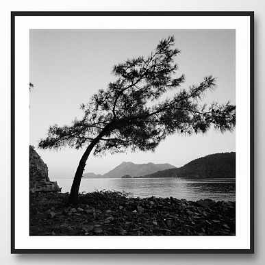 Windy tree
