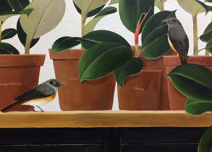 Фикусы. Октябрь. Встреча