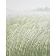 травы / herbs 250923-02