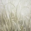 травы / herbs №251028
