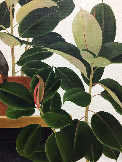 Фикусы. Октябрь. Встреча