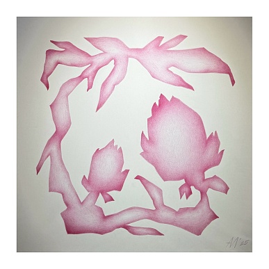 Астрагал ольхонский